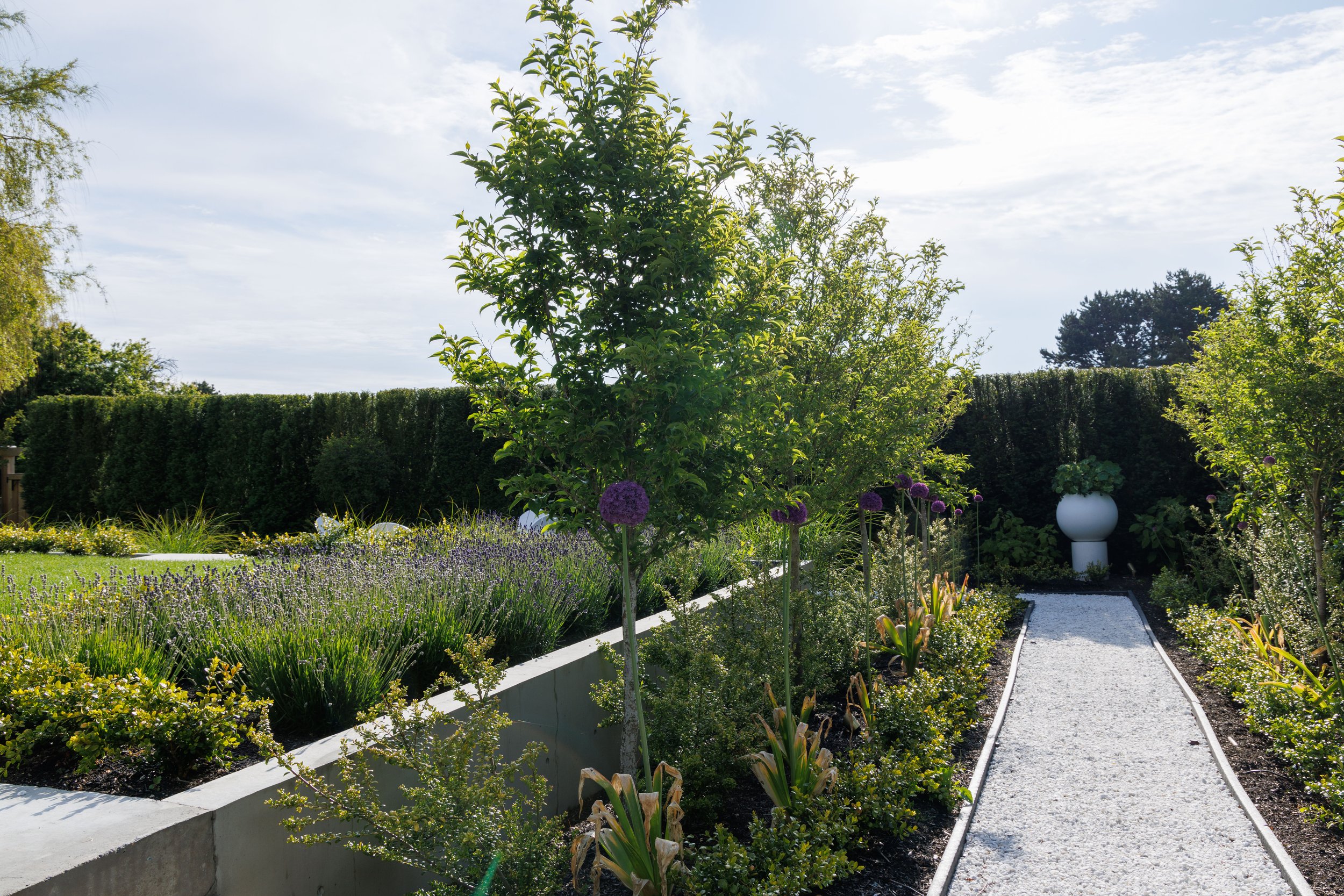 VictoriaBC-MustangLandscape-landscapearchitecture-treeallee-gardenpath-planter-lavender.jpg