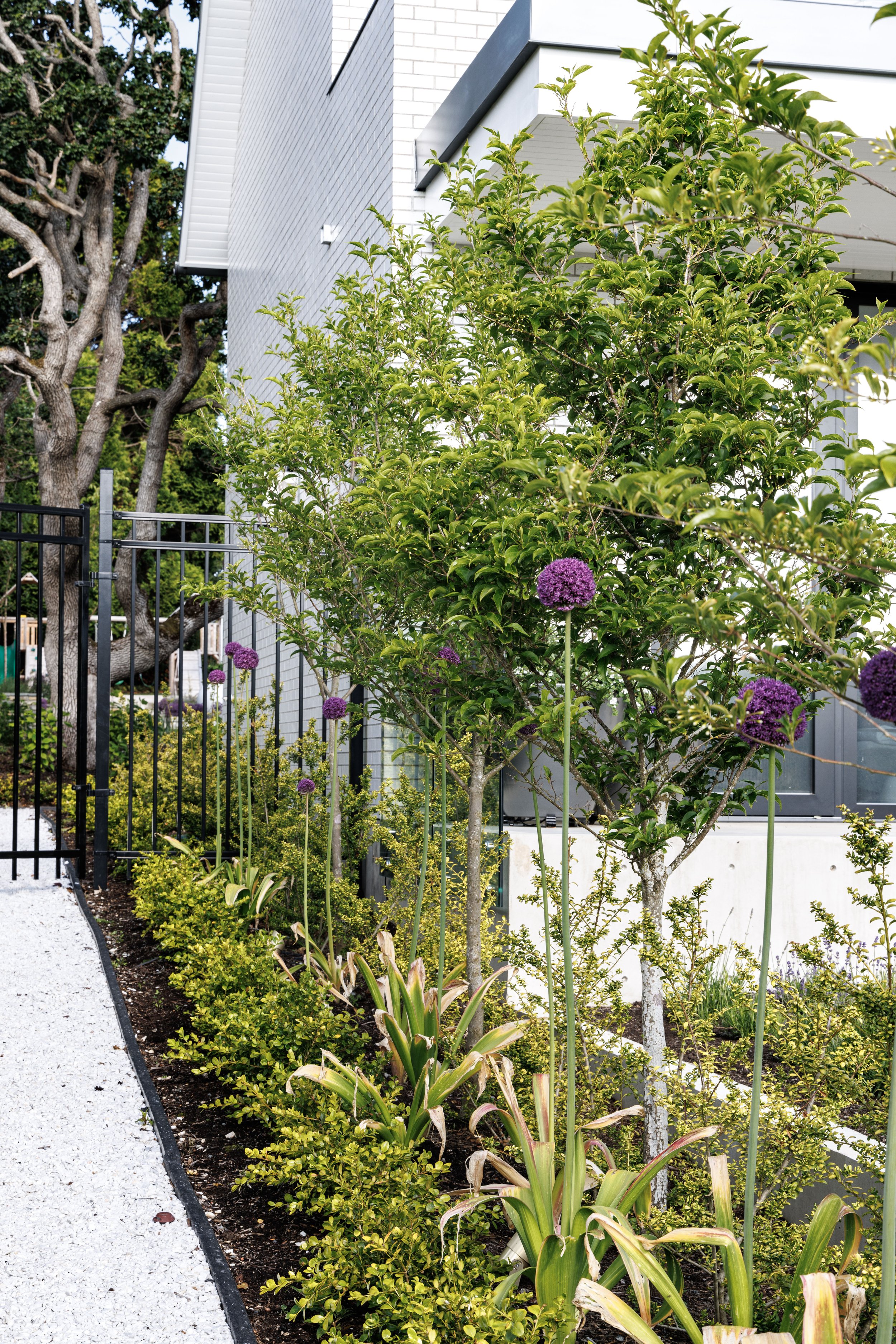 VictoriaBC-MustangLandscape-landscapearchitecture-treeallee-gardenpath-gardendesign-purpleallium.jpg