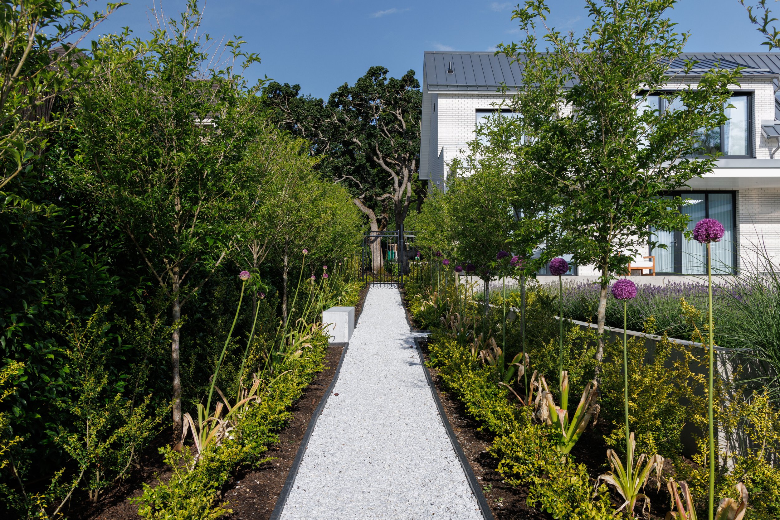 VictoriaBC-MustangLandscape-landscapearchitecture-gardenideas-treeallee-purplealllium (1).jpg