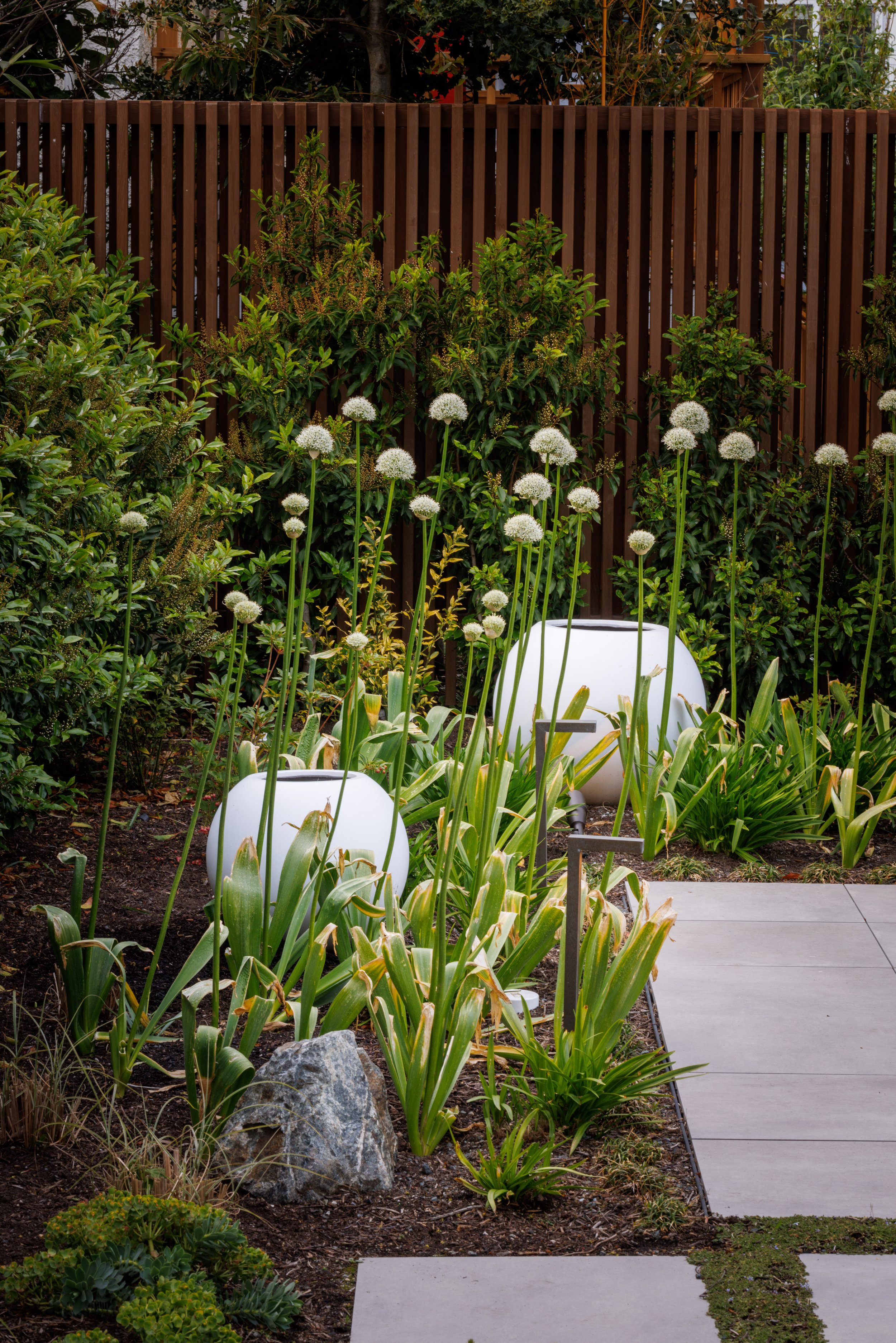 MustangLandscape-VictoriaBC-landscapedesign-gardens-whitealliums-planters (2).jpg