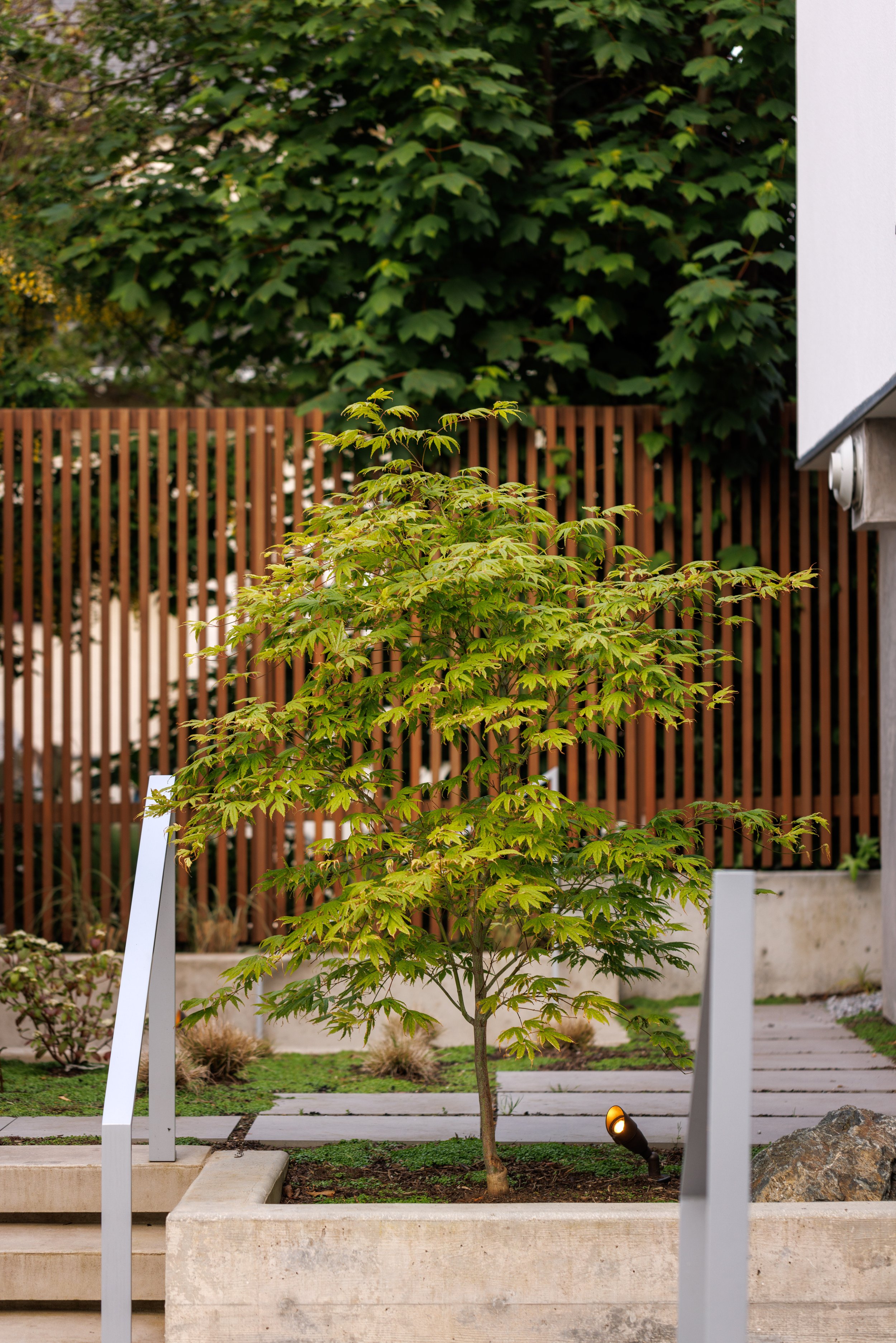 MustangLandscape-VictoriaBC-landscapearchitecture-gardendesign-tree-japanesemaple-.jpg