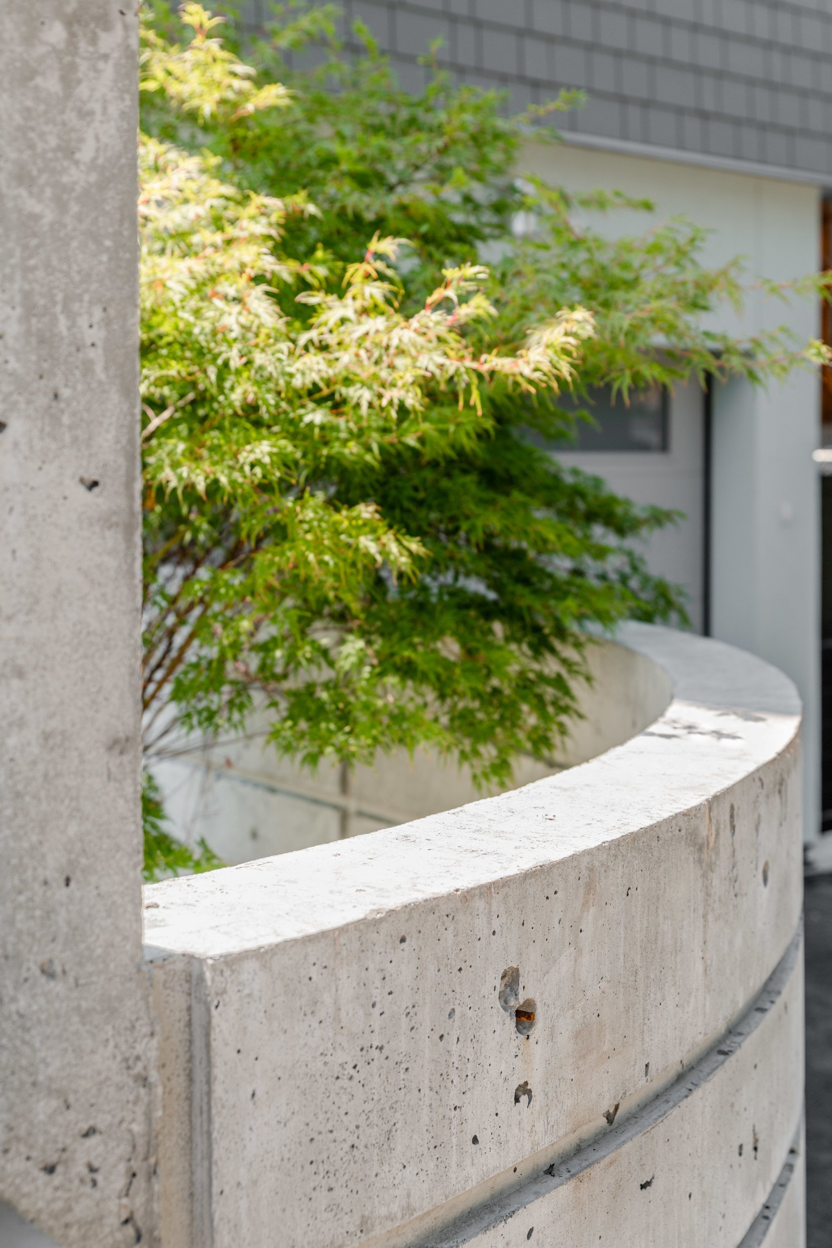 concreteretainingwall-japanesemaple-greenleaf-victoriaBC-landscapedesign.jpg
