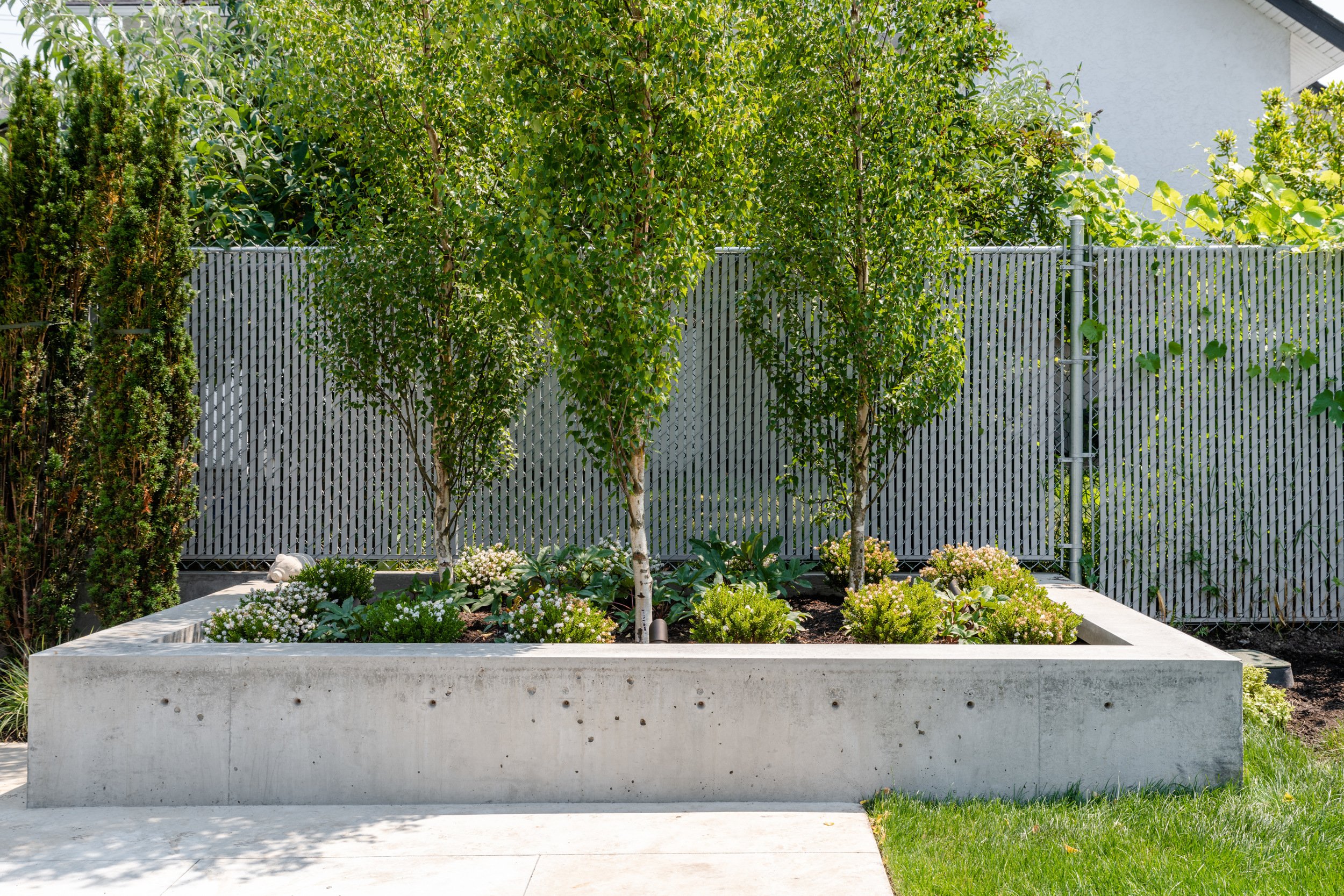 Whitebirch-triooftrees-columnarbirch-hellebores-hebe-concreteplanter-landscapedesign-victoriaBC.jpg