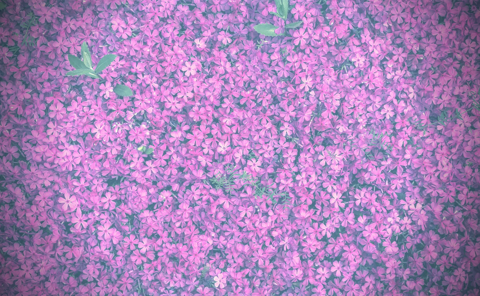 Pink Floral pattern-vingnette.jpg