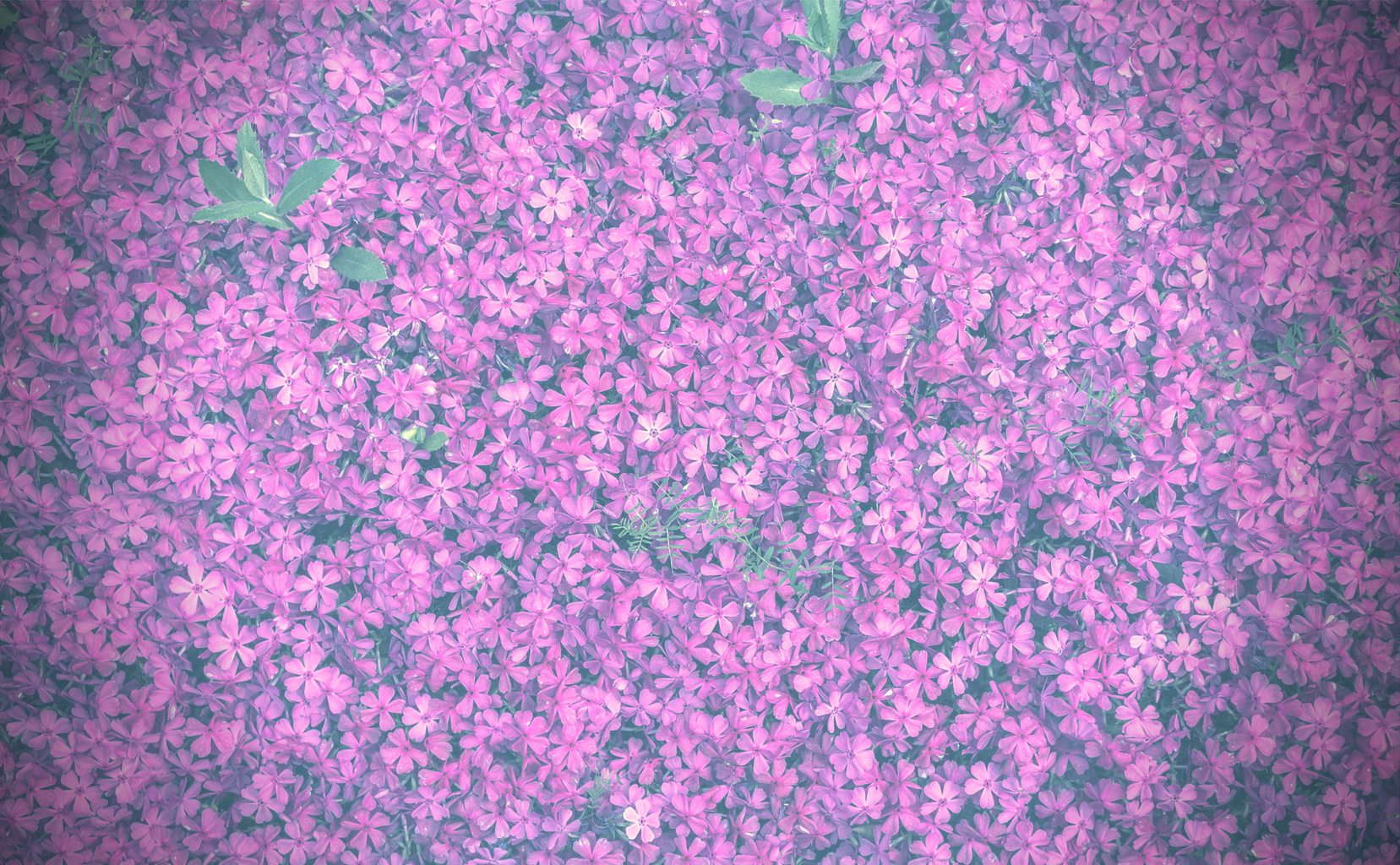 Pink Floral pattern-vingnette.jpg