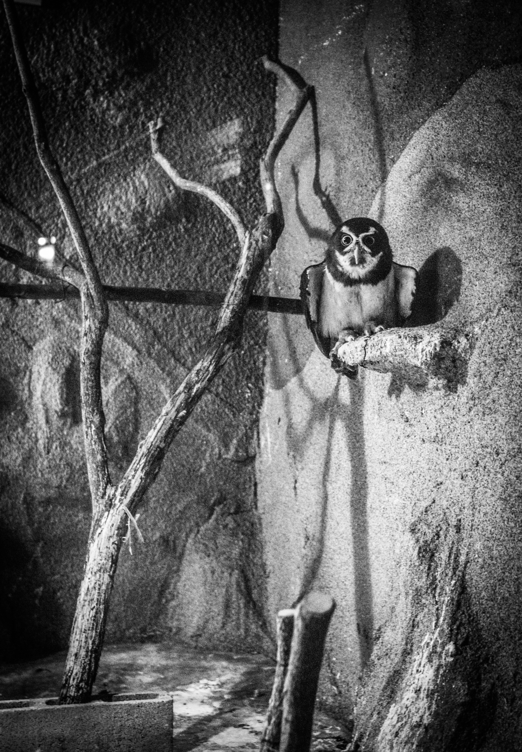 Owl, Tokyo 2017 from the series Tokyo is Yours ©Meg Hewitt