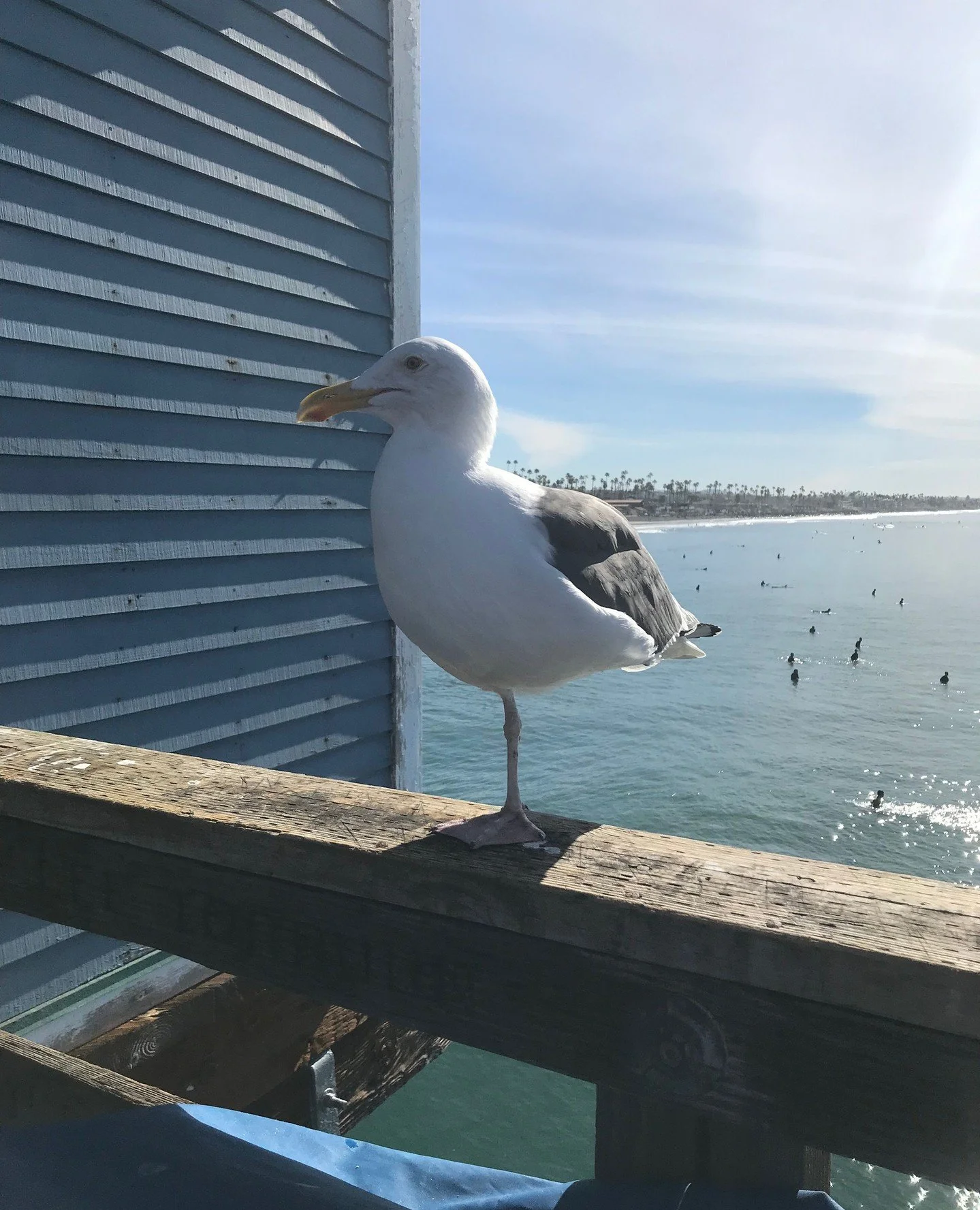 It's often difficult to remember it's December on days like today in southern California. I searched the web for some books that have seagulls on the cover to add to this post, but the french fry thieves of the avian world were largely absent. If you