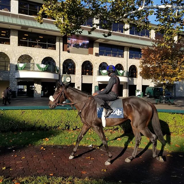 Botswana, back after a little R and R on the farm, taking it all in this soggy morning in the paddock @keeneland