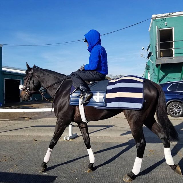 The house horse Botswana on his second day back to the track after his narrow second on the wire in his return to the races #we'llgetemnexttime