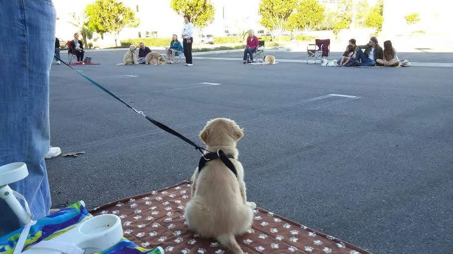 puppy class.jpg