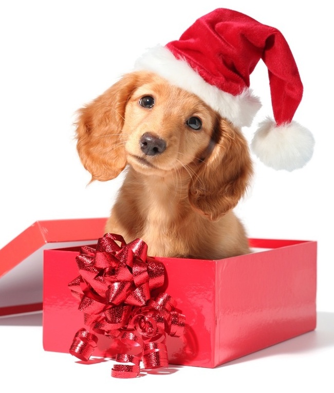puppy present.jpg