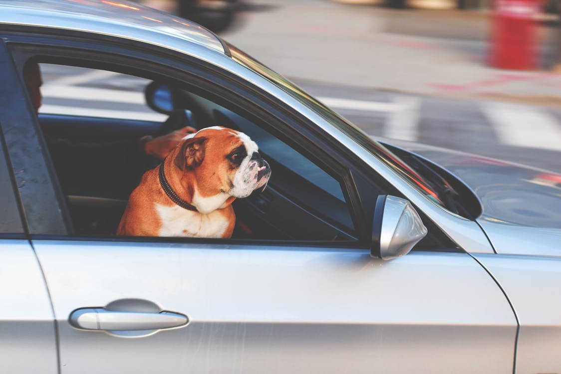 dog in car.jpeg