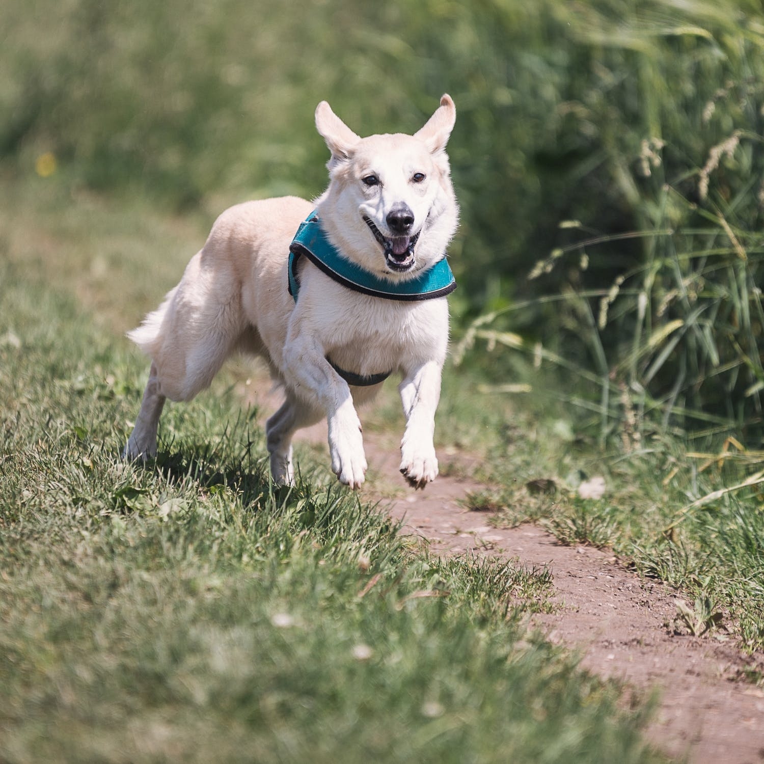 dog-race-fun-animal-38632 (1).jpeg