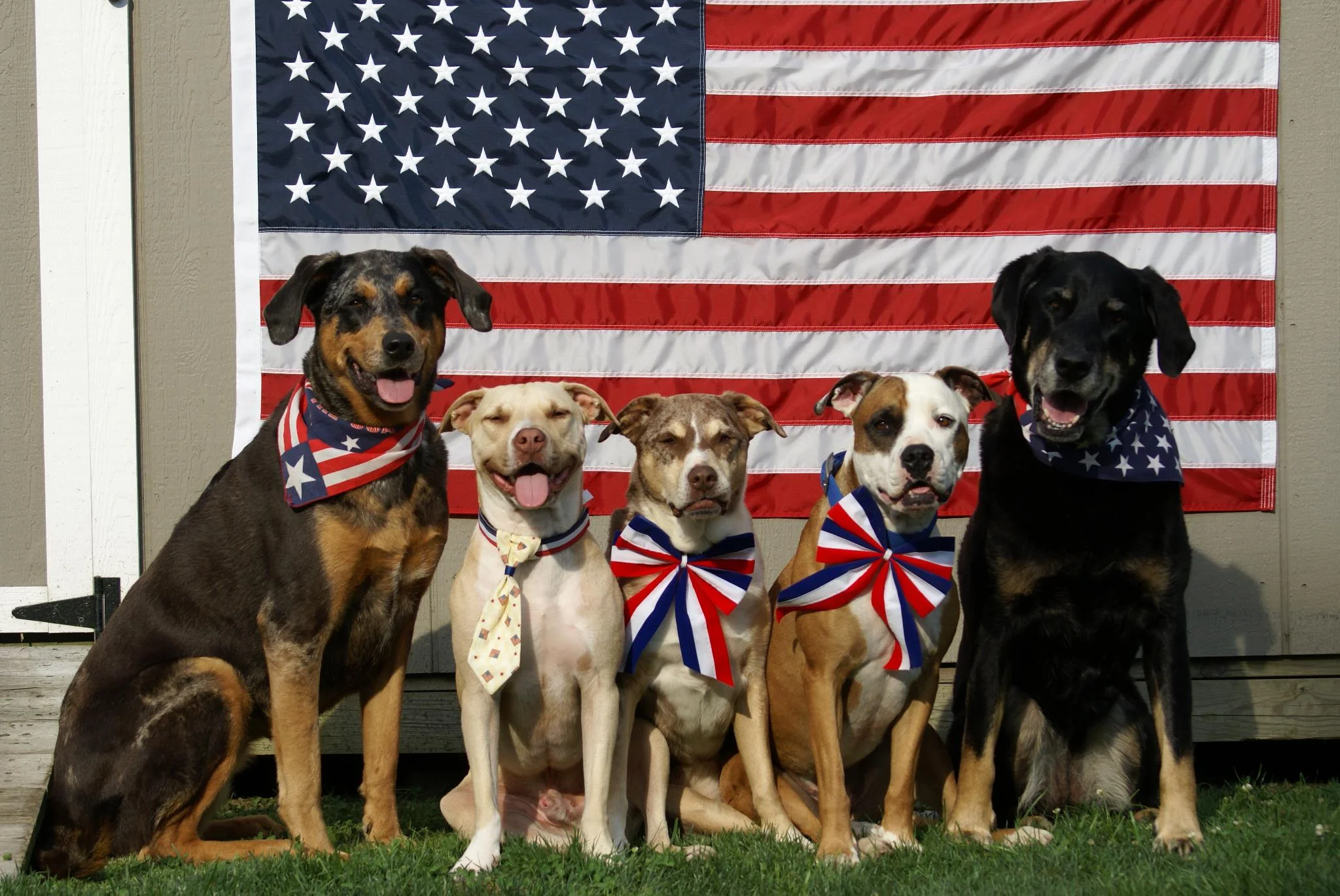 4th of july dogs.jpg