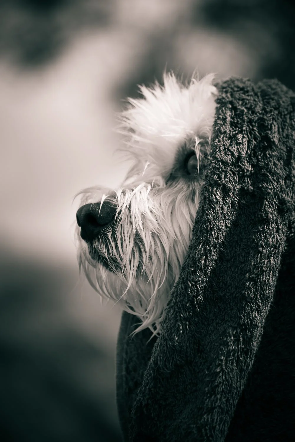 rainy day dog.jpeg