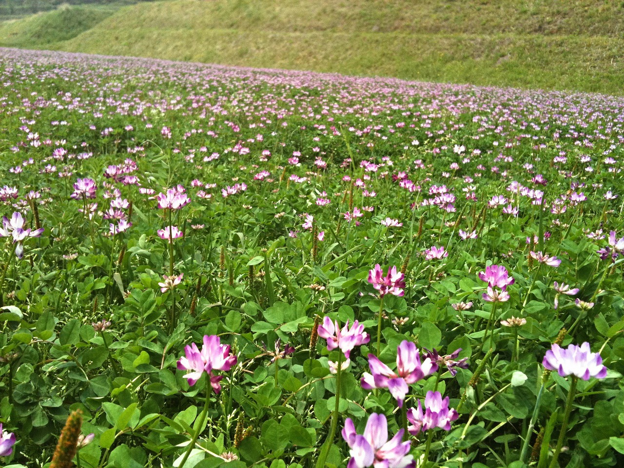 astragalus-115038_1280.jpg