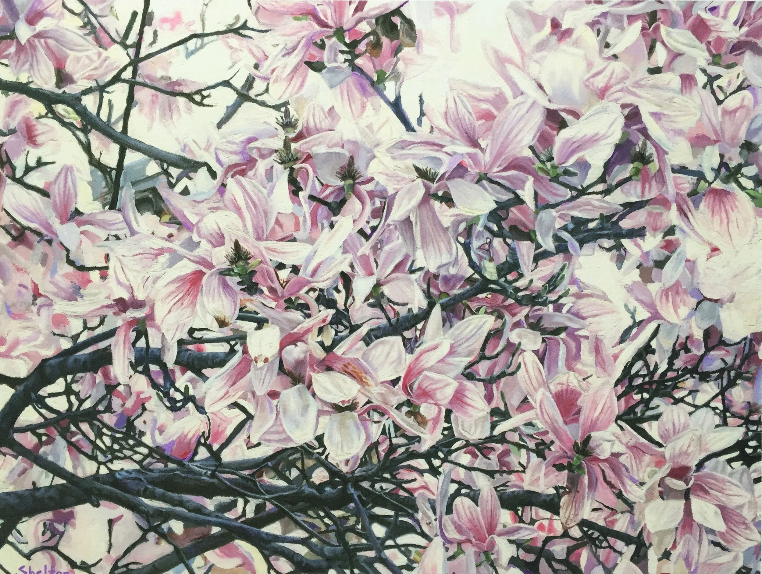 Magnolia Blossoms (small print)