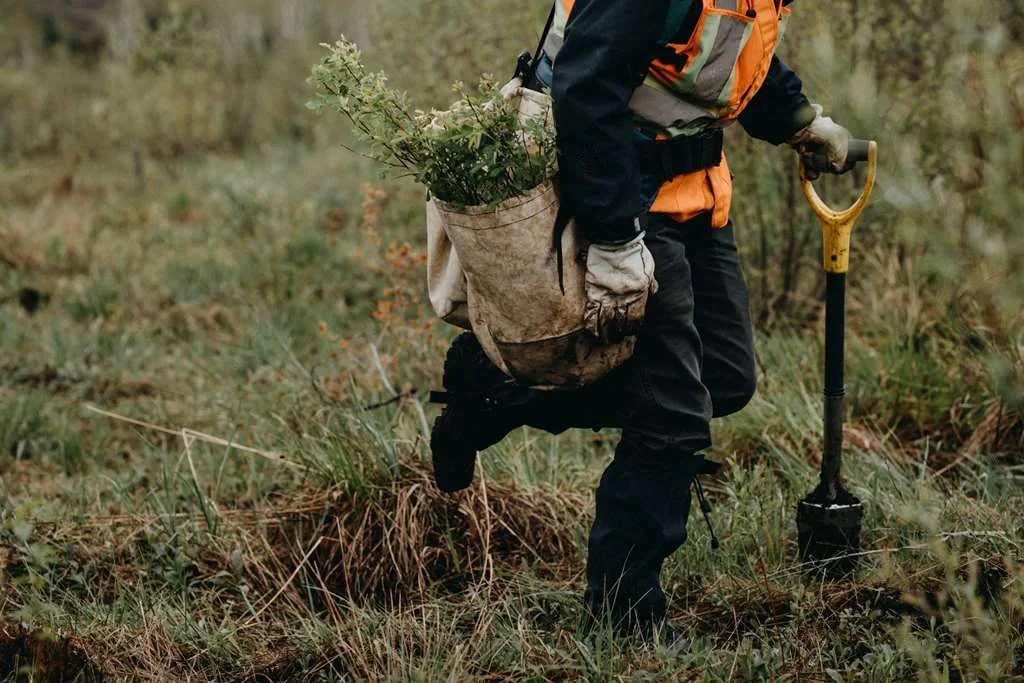 Reforestación1.jpg
