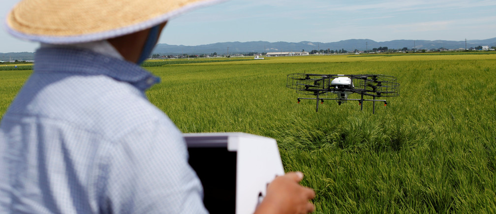 Japanese farmer sprays his rice crops with a drone.