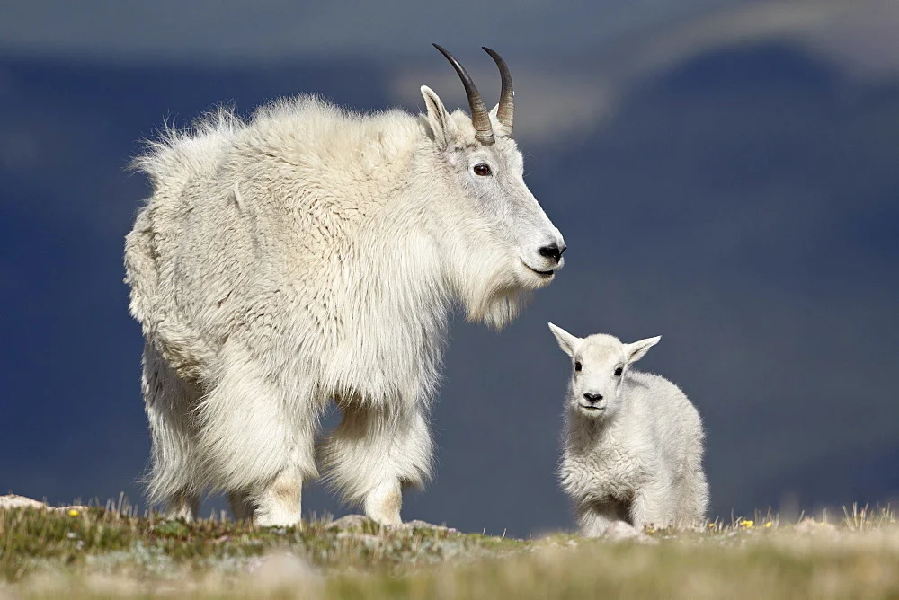 I'm not ashamed to admit that I got distracted for 10 minutes by pictures of baby mountain goats looking for the Capricorn "sea-goat." I never did find that sea-goat. I have come to accept that.