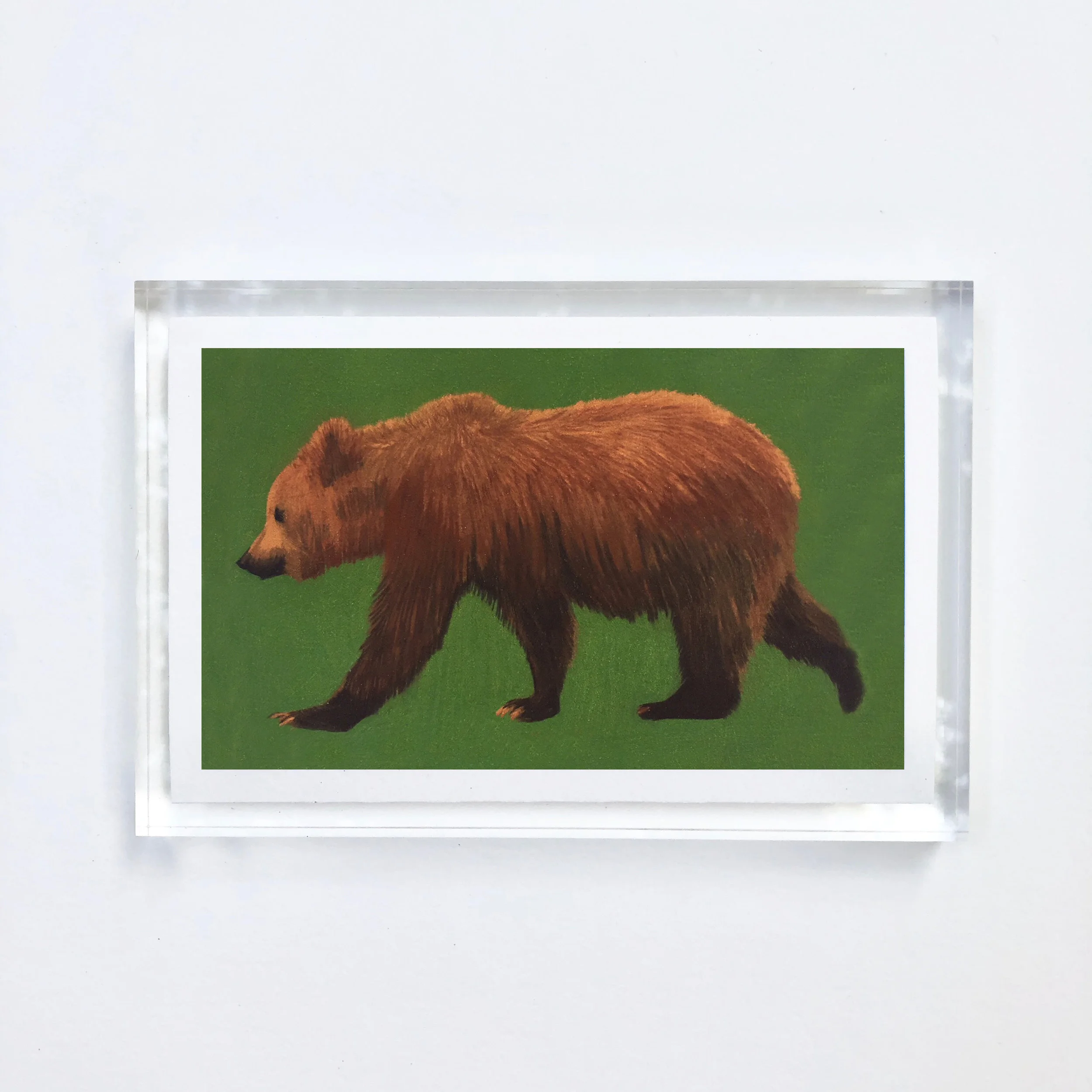 bear_acrylic.jpg