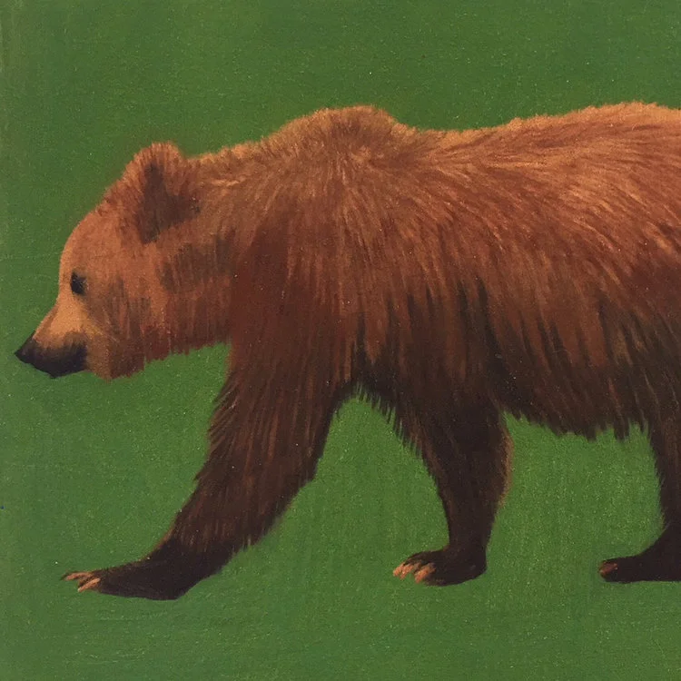 bear.jpg