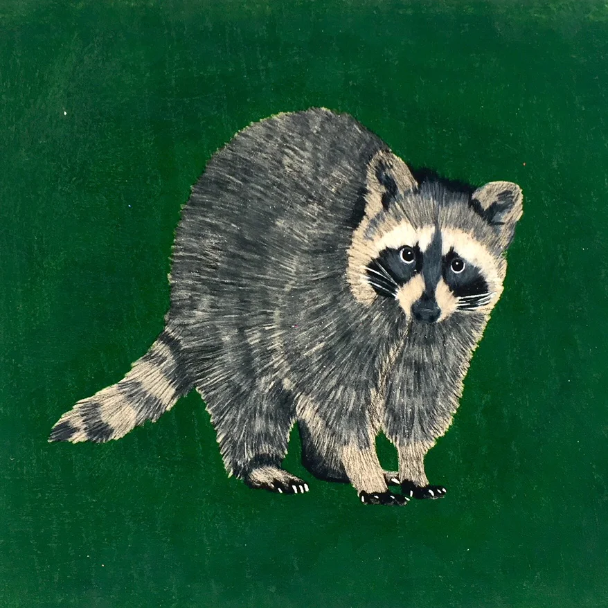 raccoon.jpg