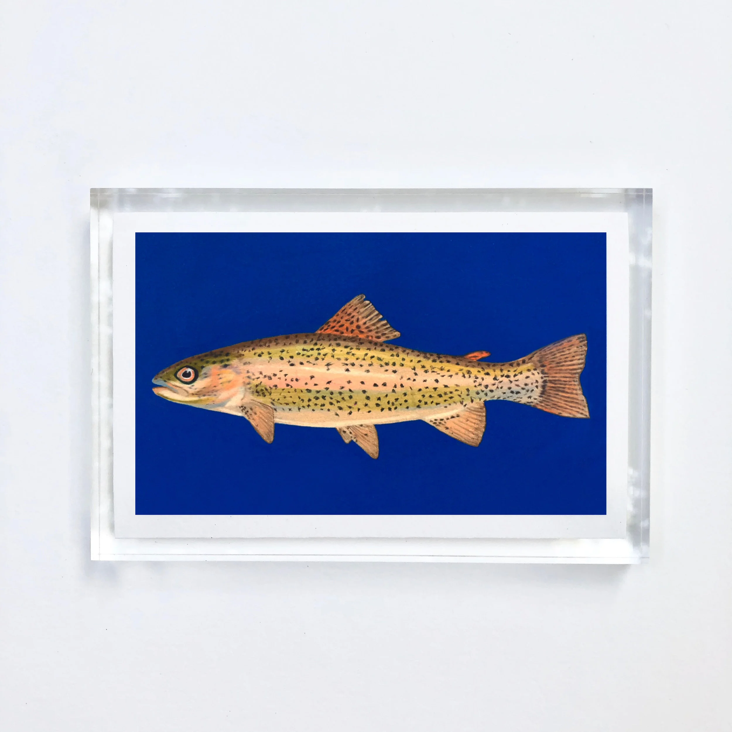 trout_acrylic.jpg