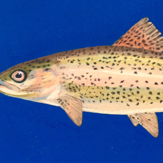 fish.jpg