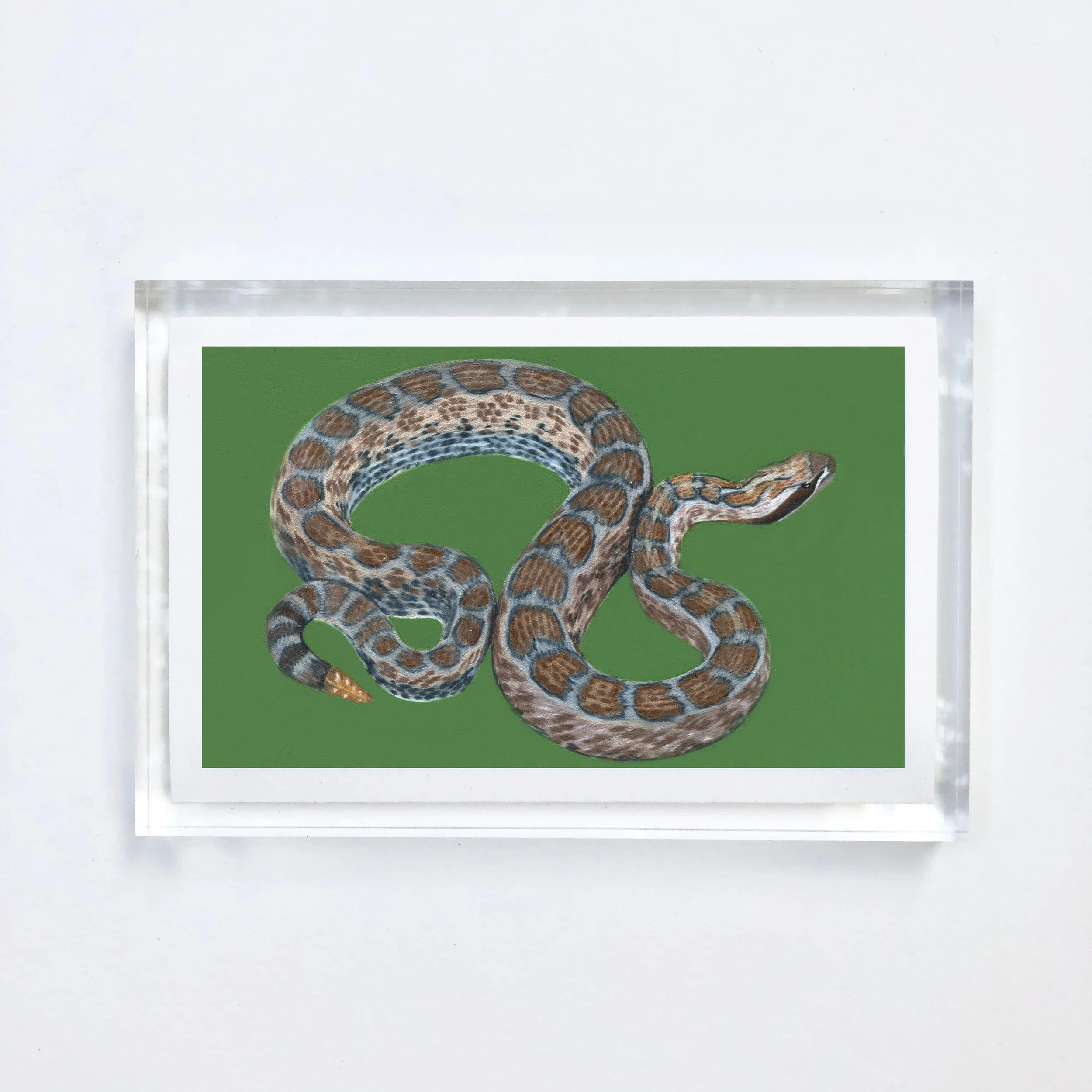 snake_acrylic.jpg