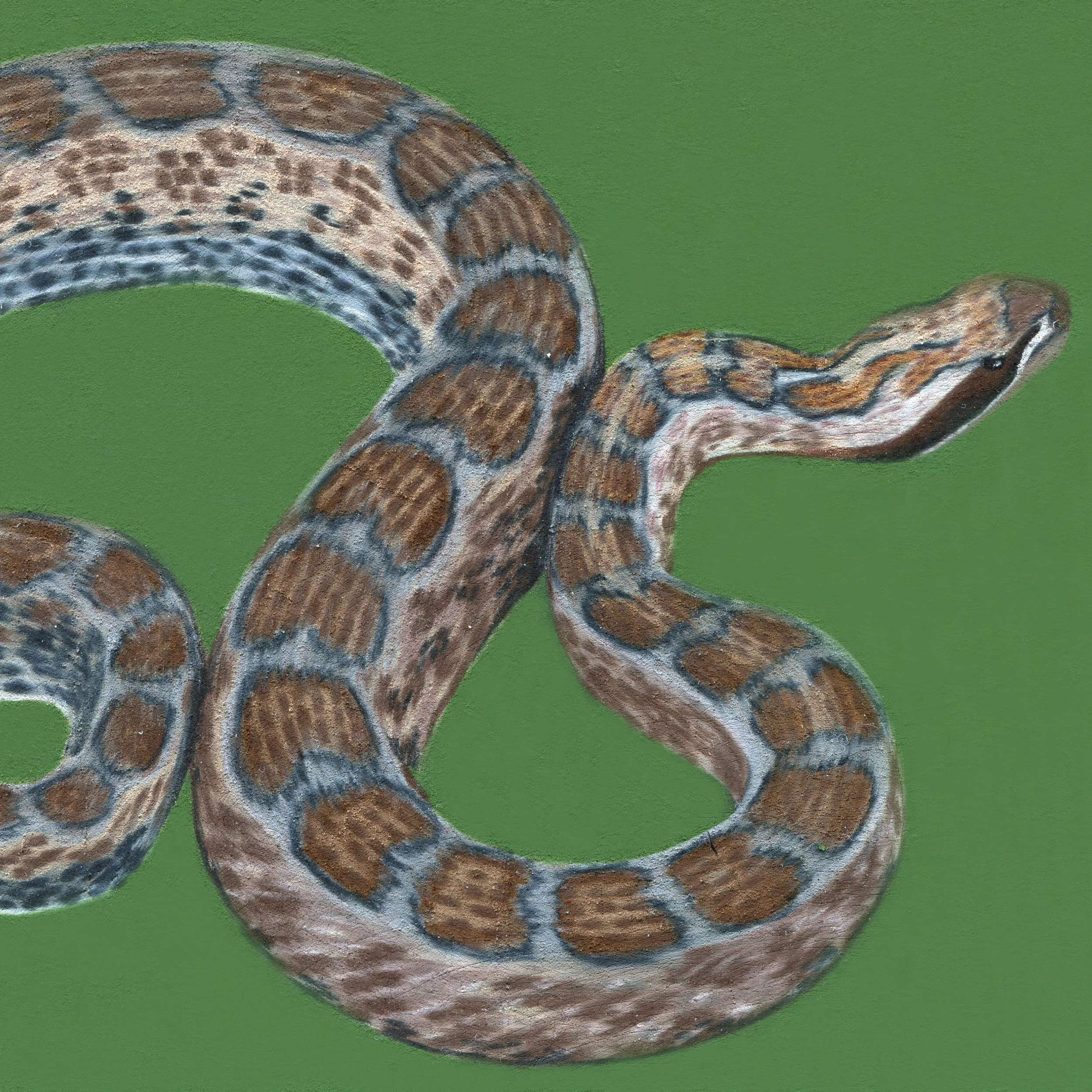 snake_crop.jpg
