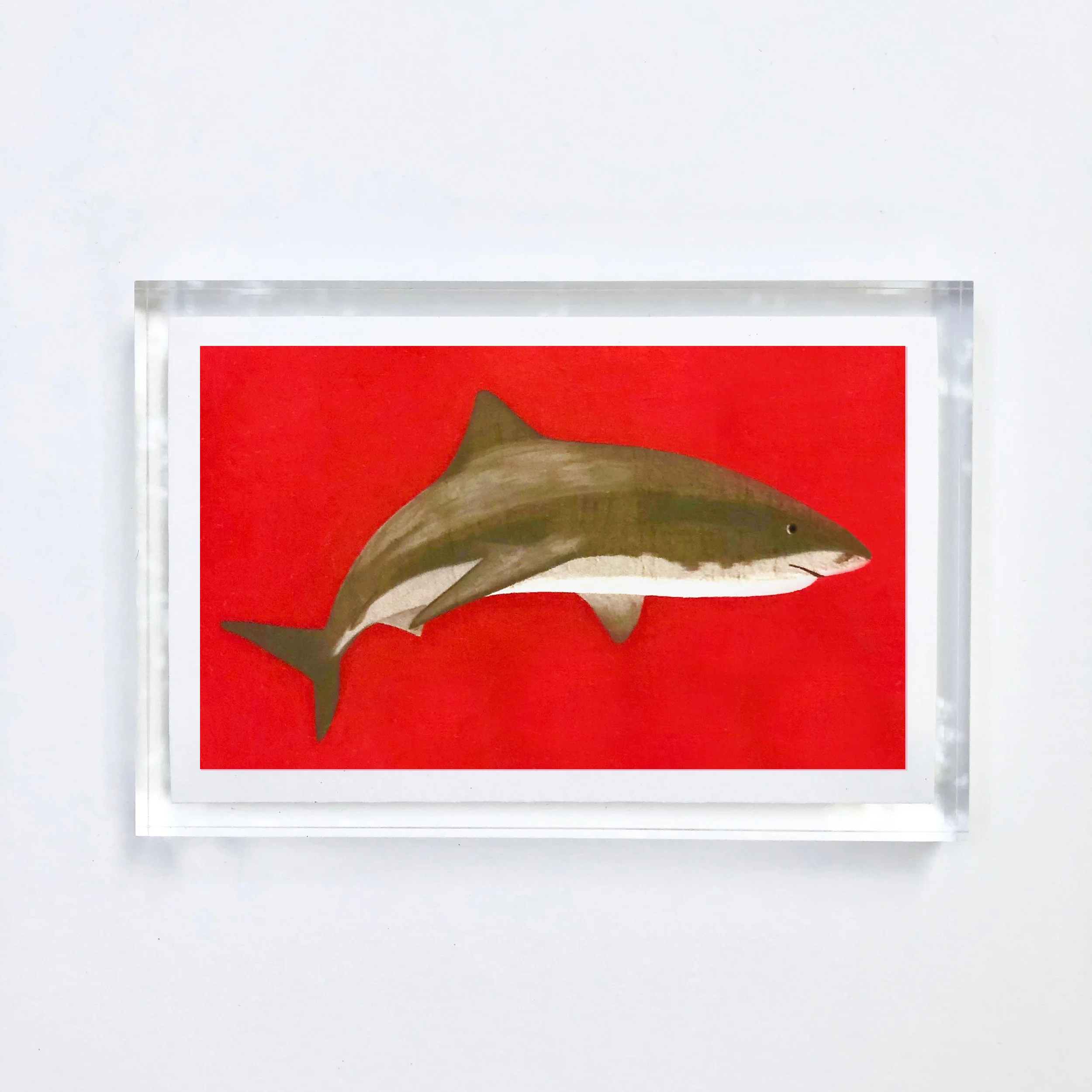shark_acrylic.jpg