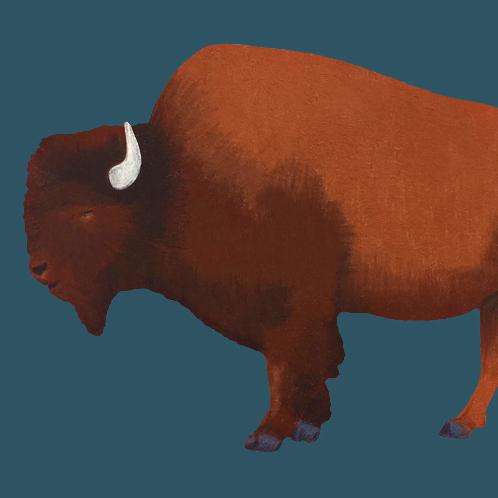 buffalocrop.jpg