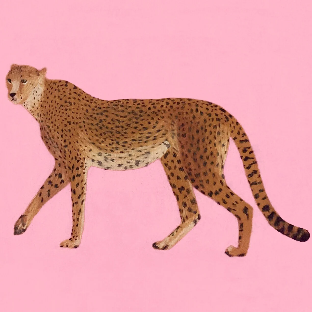 cheetah_crop.jpg