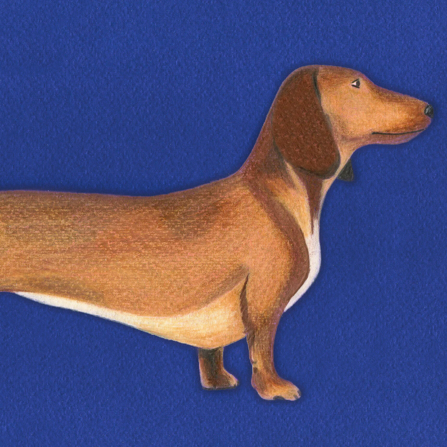 dachshund_crop.jpg