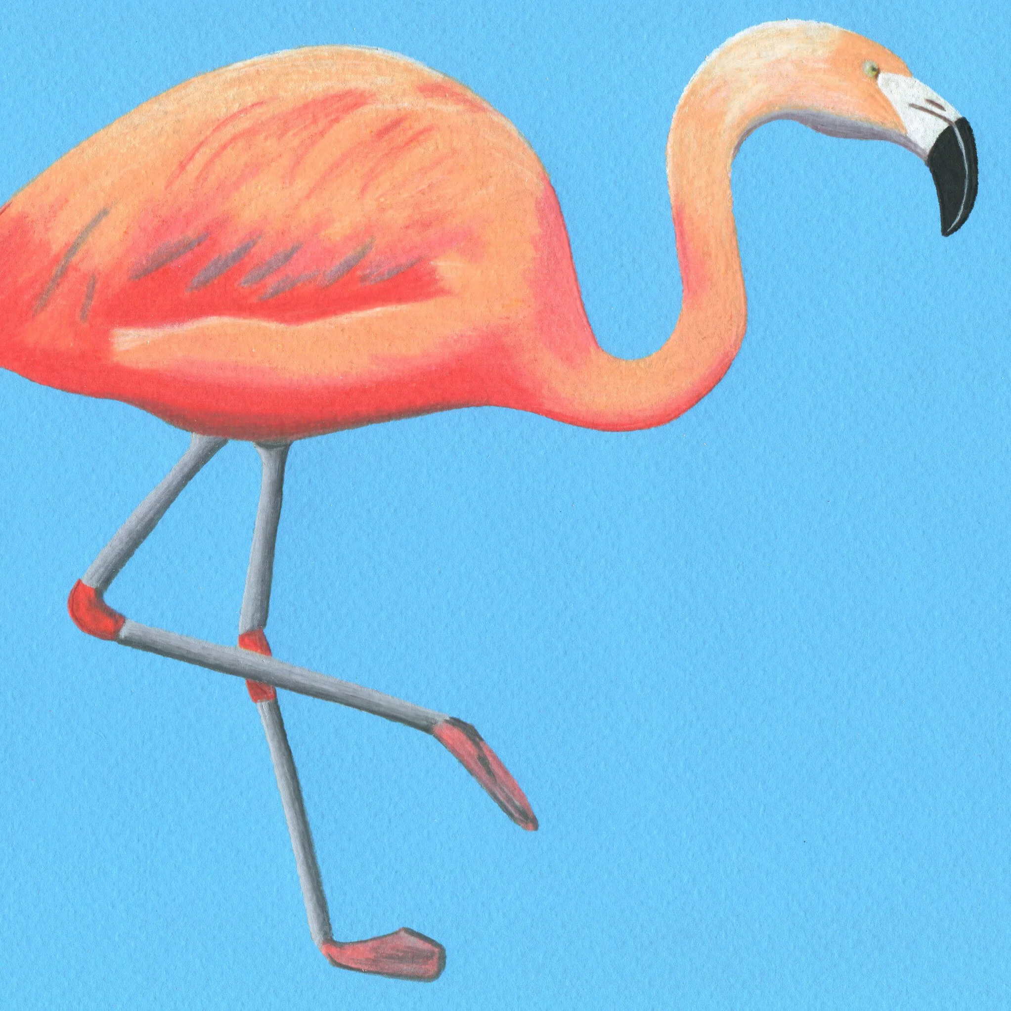 flamingocrop.jpg