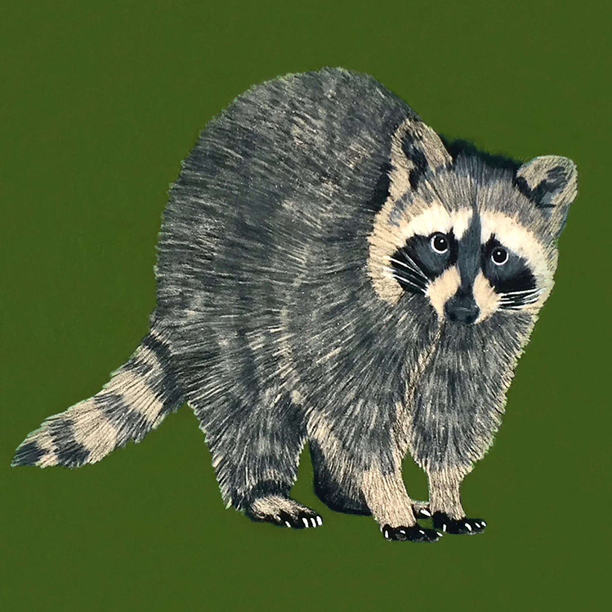 raccoon_crop.jpg