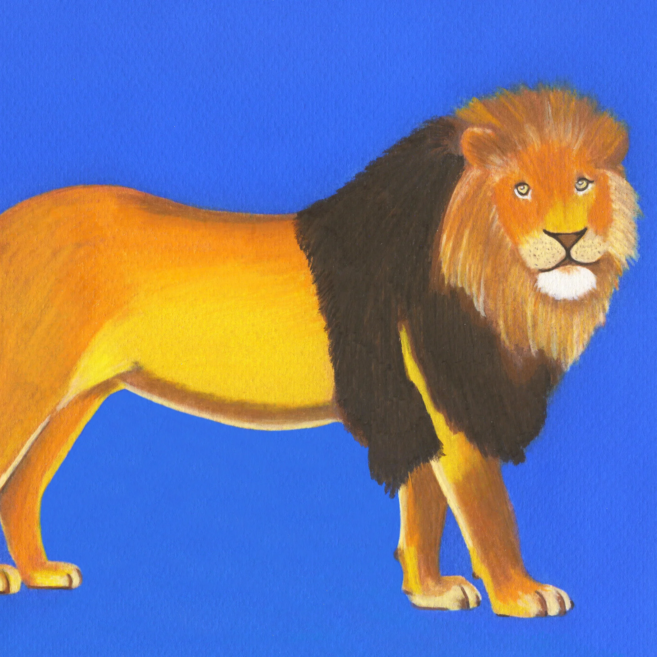 lion_crop.jpg