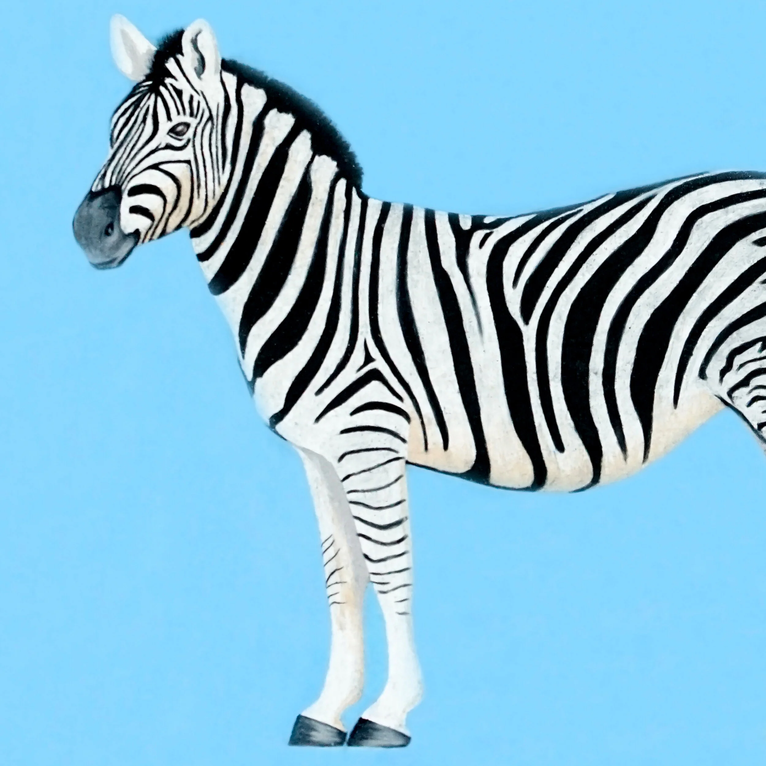 zebra_crop.jpg