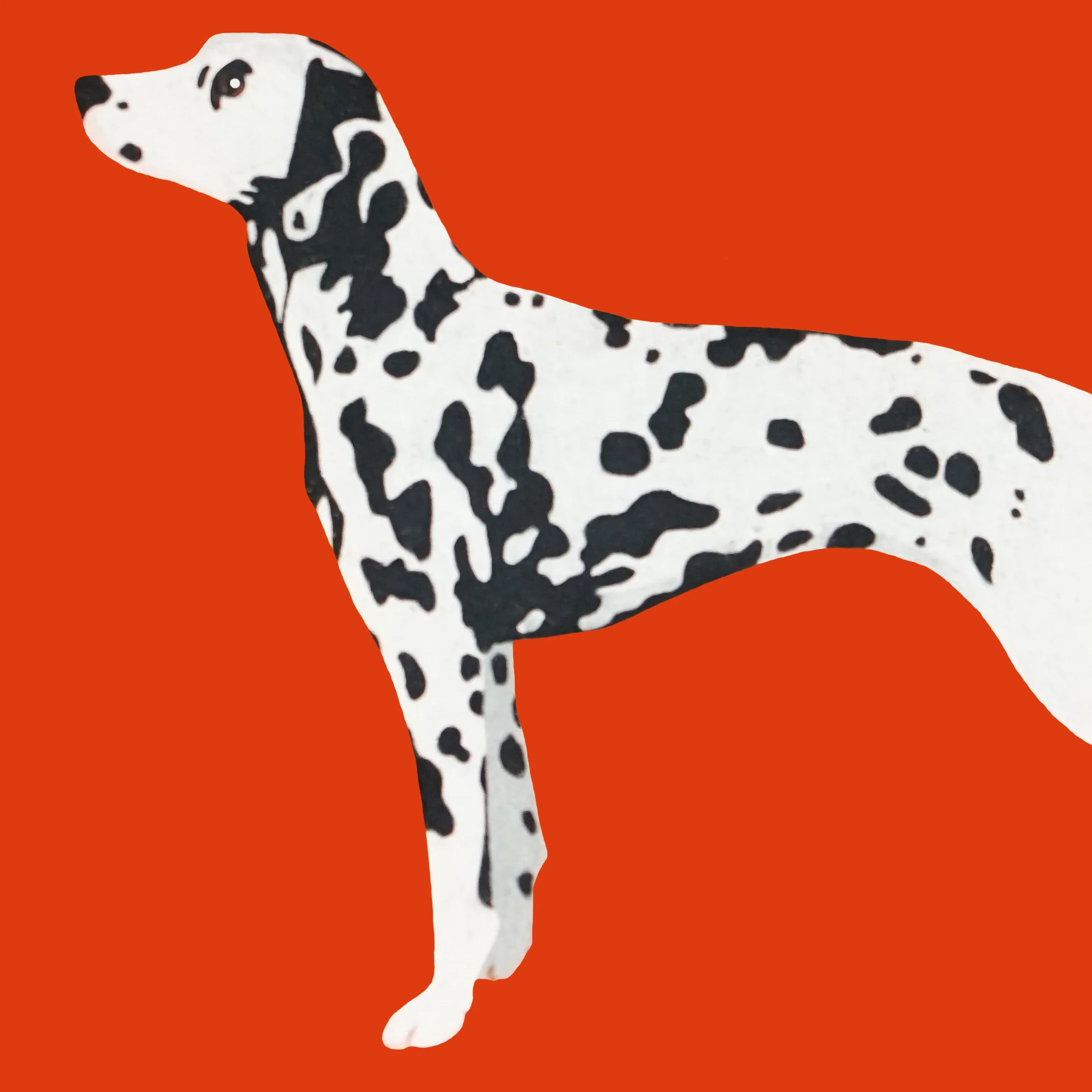 dalmatiancrop.jpg
