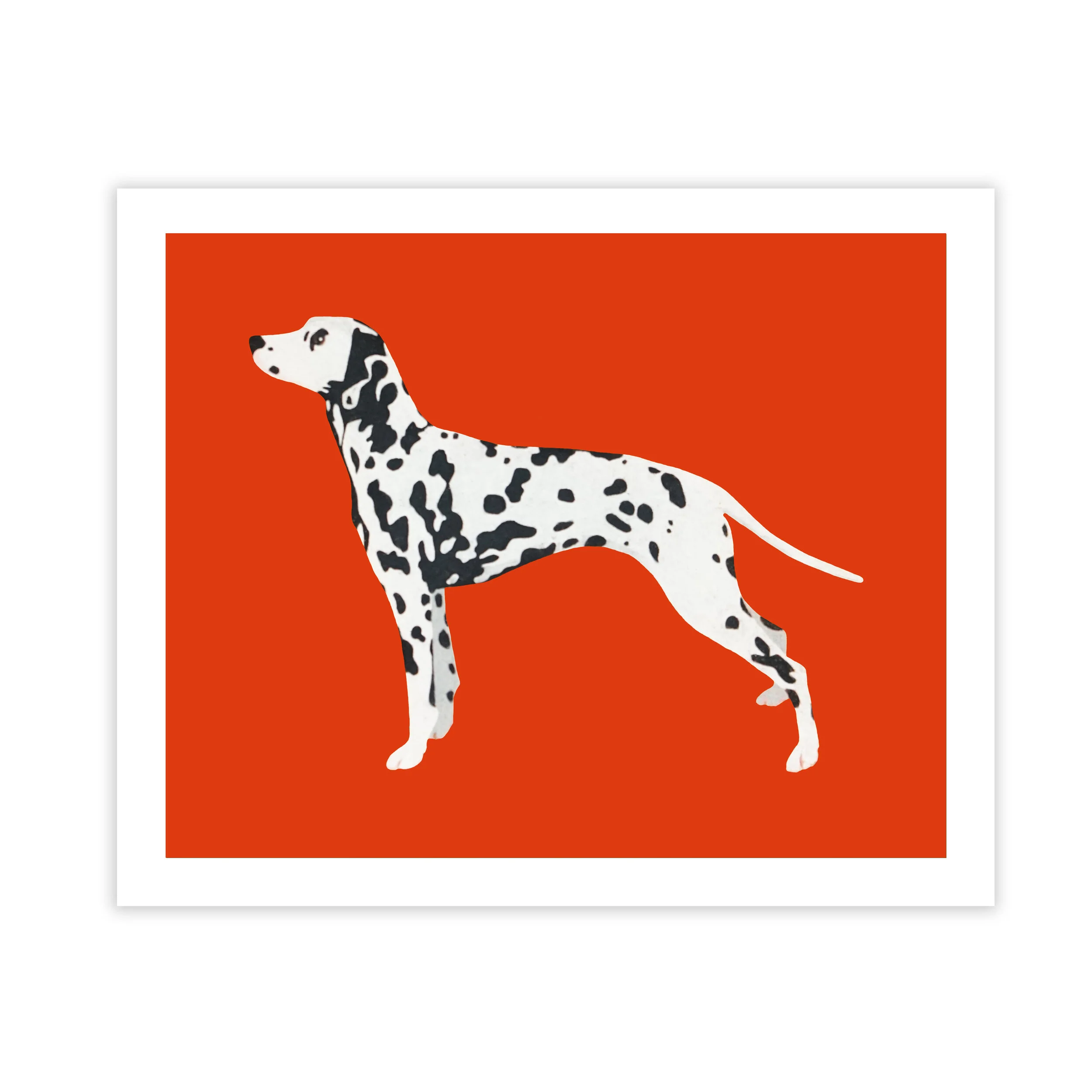 dalmatianprint.jpg