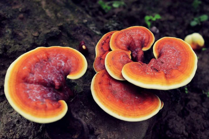 reishi.jpg