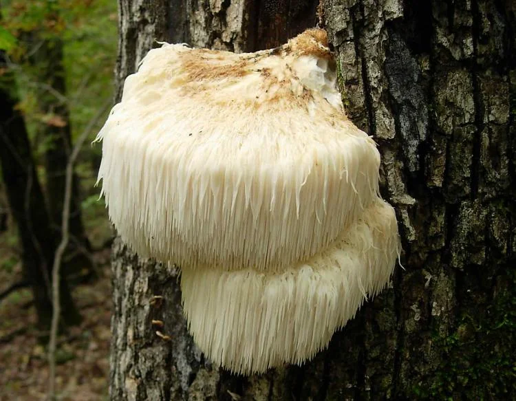 Lion's Mane.jpg