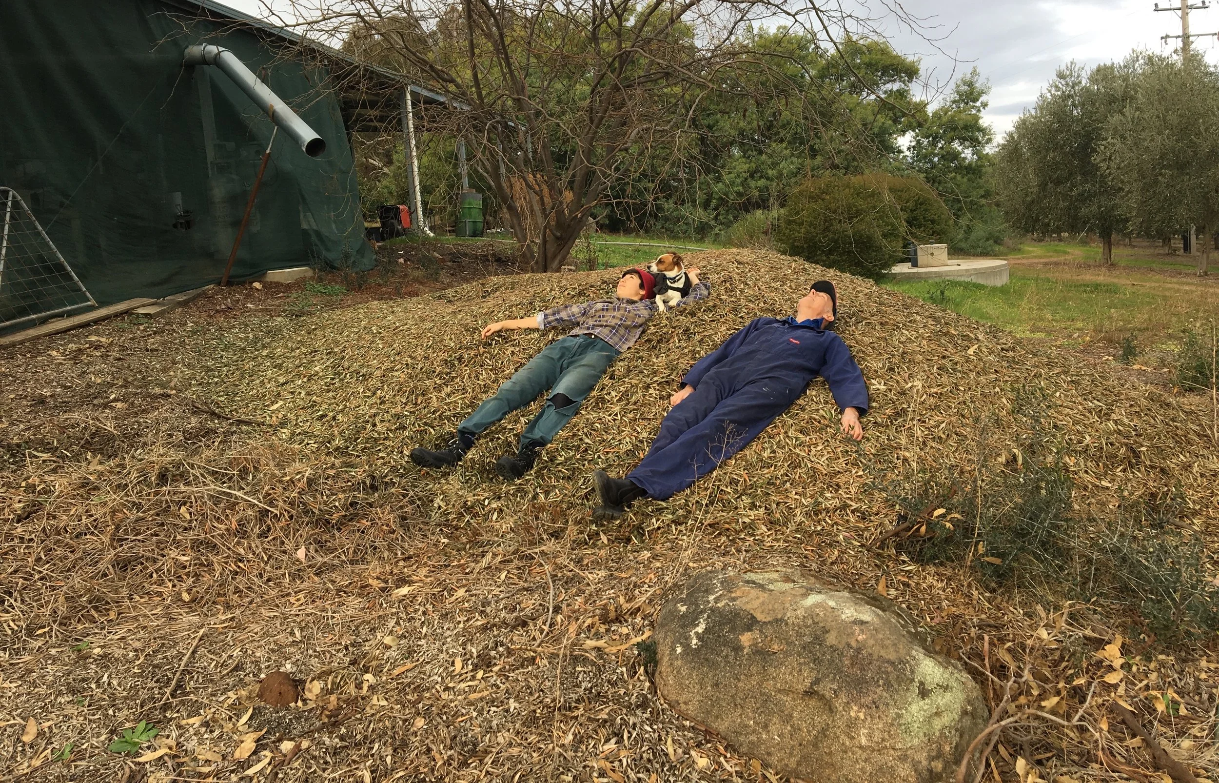 Buggered! Lying on the olive leaf mountain.jpg