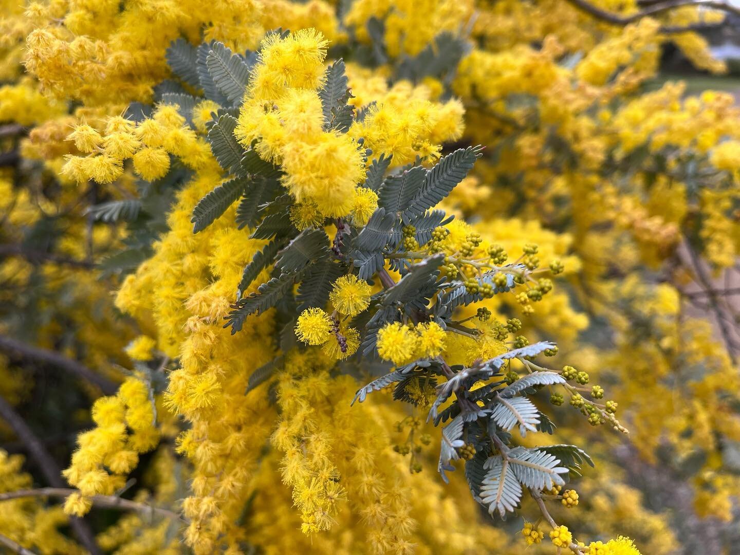 The Australian native, Cootamundra Wattles are blooming and the patches of Golden Canola surrounded us are starting to show 🤩😎