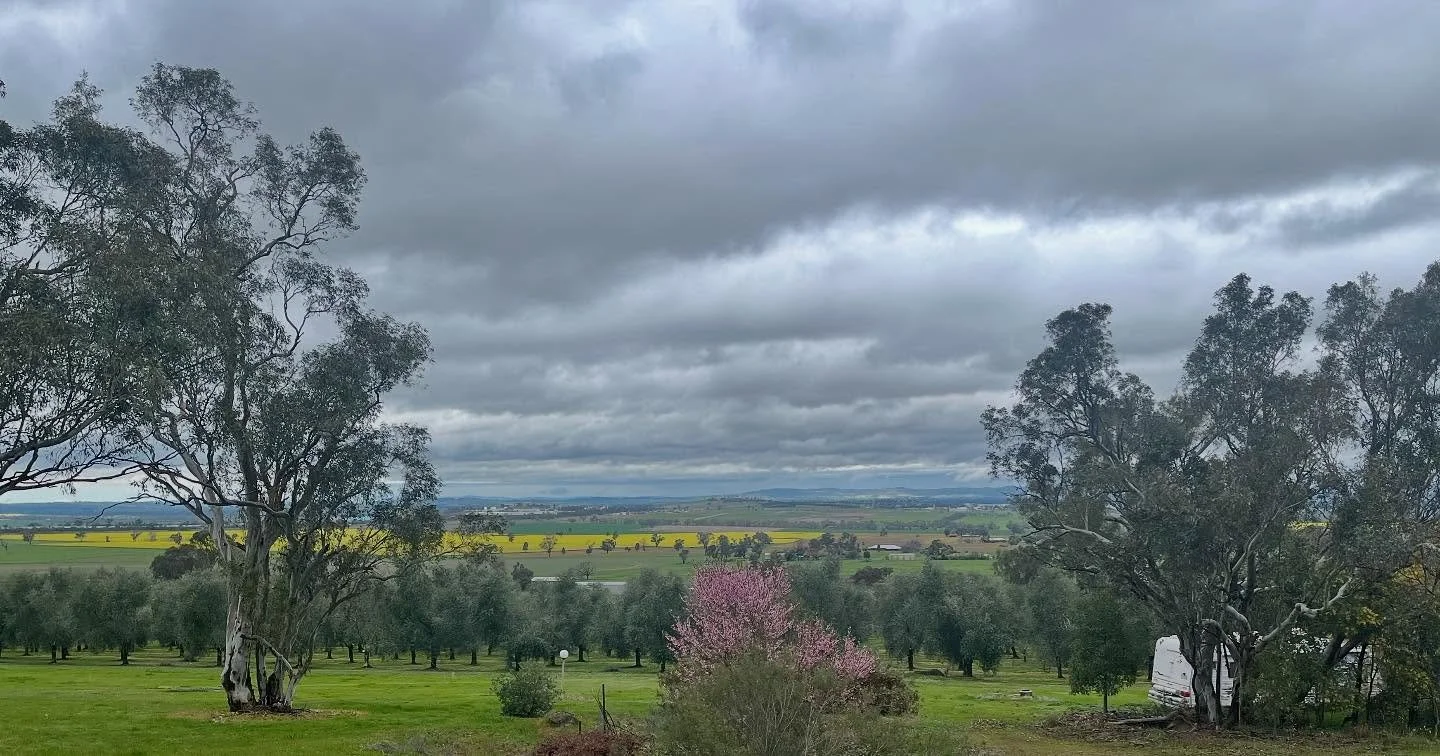 After the well needed rainfall. We are so lucky to have a view like this on our grove.