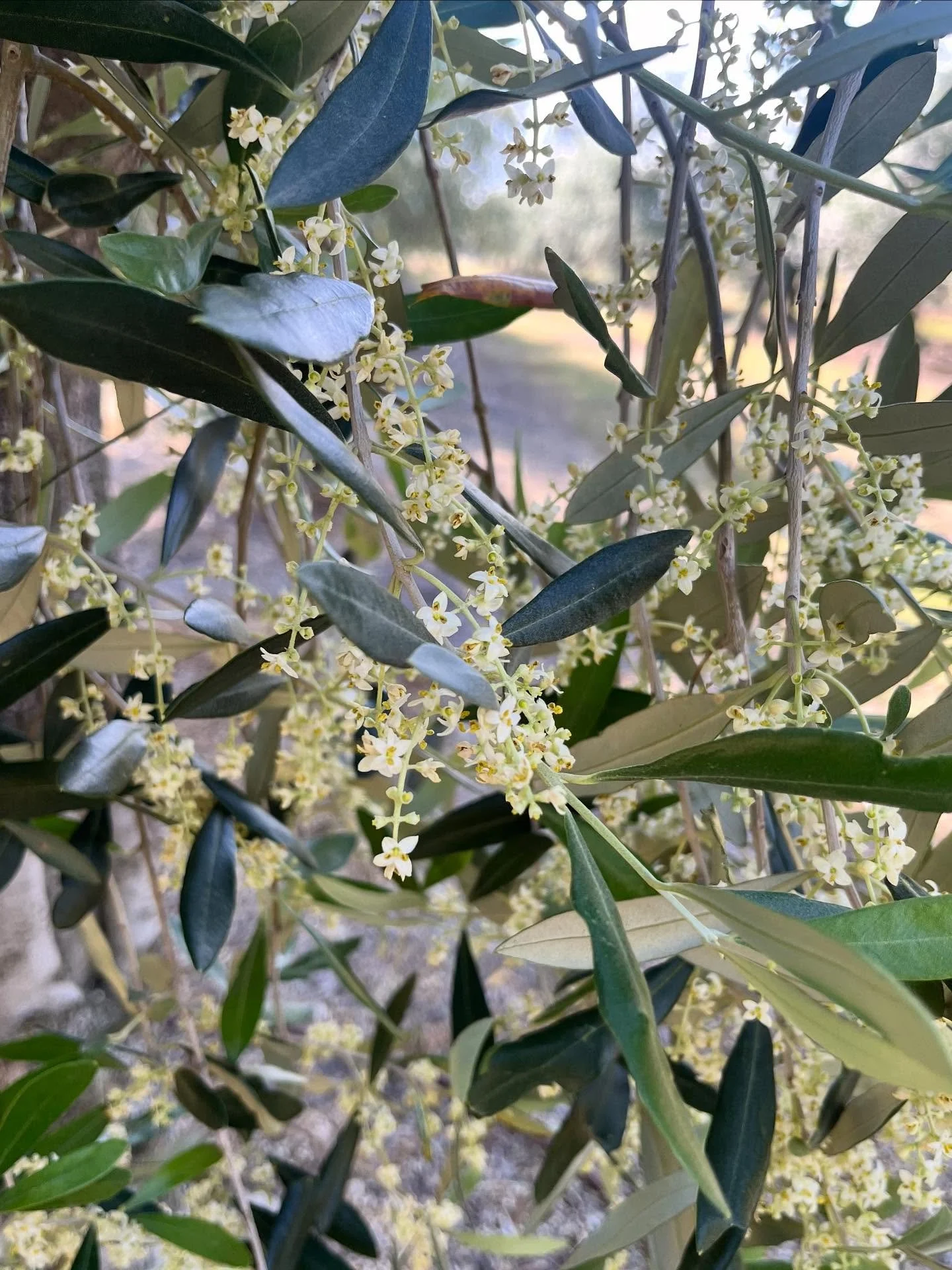 Such beautiful little dainty flowers which hopefully turn into delicious olives 😋