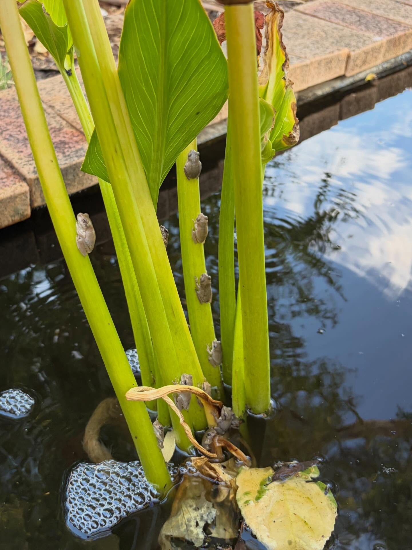 Frogs galore.
How many can you find? 
It&rsquo;s a sign of a good environment for frogs to populate Wollundry Grove&rsquo;s pond 🐸 💕