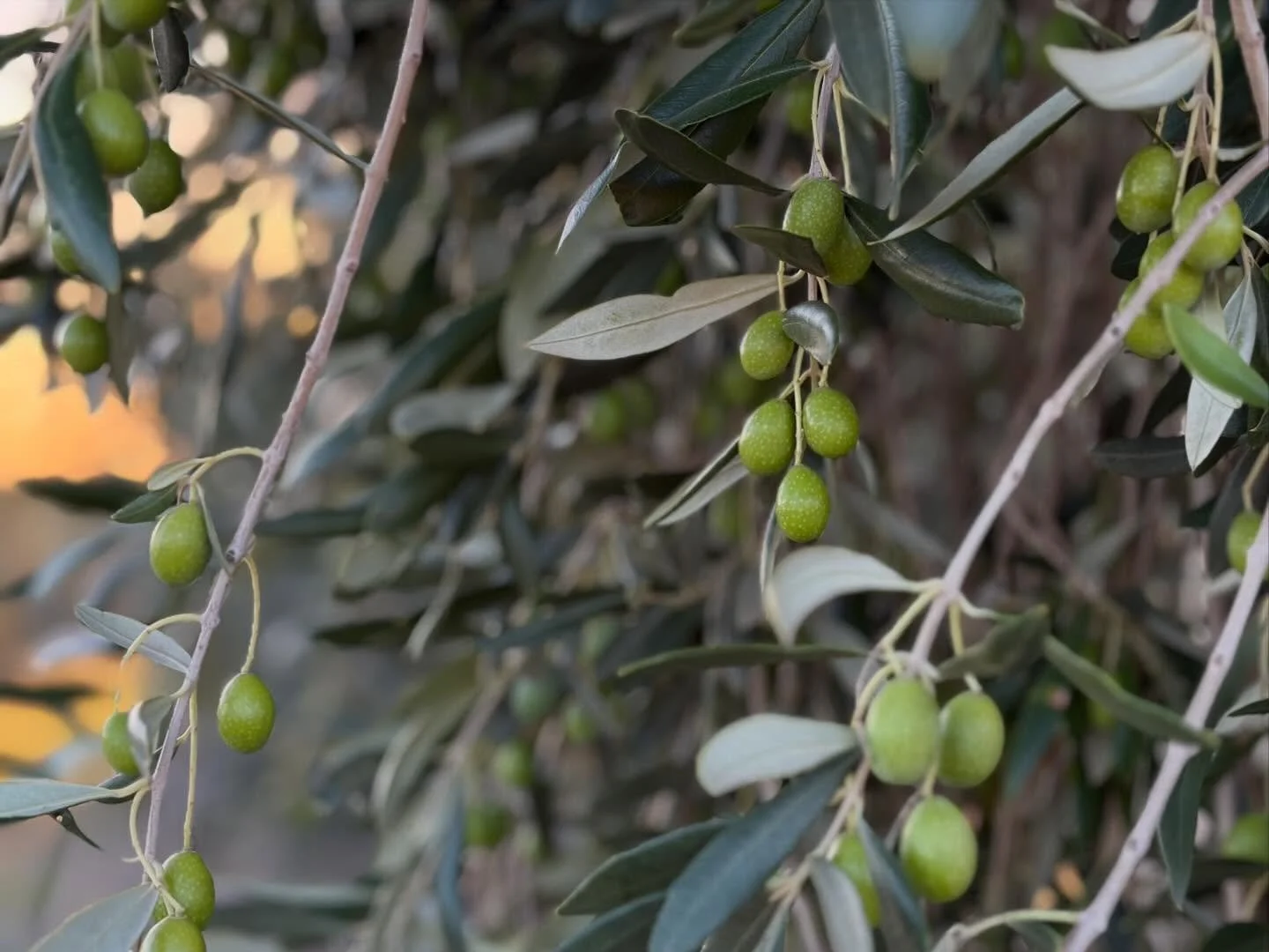 The 2026 olive harvest seems to be all over the place with very uneven ripening  but yields seem to have improved considerably since the rain. 
Maybe another week and a half to start harvesting.
We are hopeful for a better year 🤞