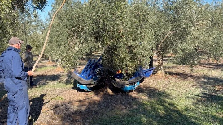 Harvest 2026 has finally begun.
New recruits, Megane, Robin and Vincent working super hard on the first day of harvest 🥵